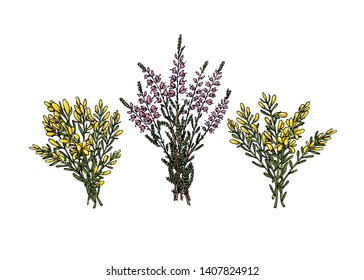 Vector card with hand drawn dyer's greenweed and heather bouquets. Beautiful floral design elements, ink drawing