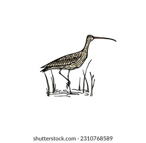 Vector card with hand drawn elegant Curlew standing in the wetland. Ink drawing, decorative graphic style. Beautiful animal design elements, perfect for logo design