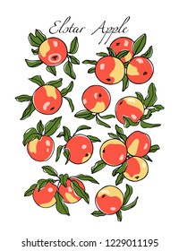 Vector card with hand drawn Elstar apples. Beautiful food design elements. Ink drawing