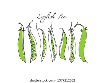 Vector card with hand drawn English pea pods. Beautiful food design elements, ink drawing