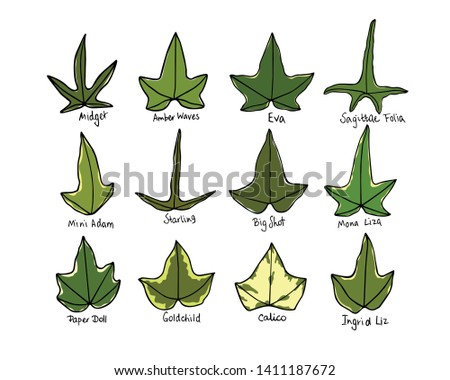 Vector card with hand drawn English ivy leaves varieties. Beautiful floral design elements.