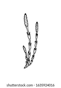 Vector card with hand drawn field horsetail stems. Beautiful floral design elements, ink drawing. Logo template