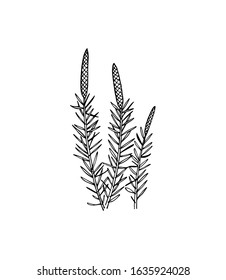 Vector card with hand drawn field horsetail stems. Beautiful floral design elements, ink drawing. Logo template