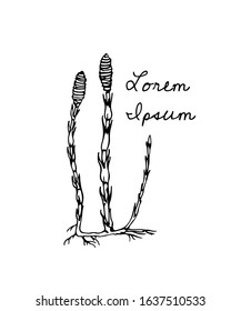 Vector card with hand drawn field horsetail stems. Beautiful floral design elements, ink drawing. Logo template
