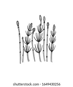 Vector card with hand drawn field horsetail stems. Beautiful floral design elements, ink drawing. Logo template