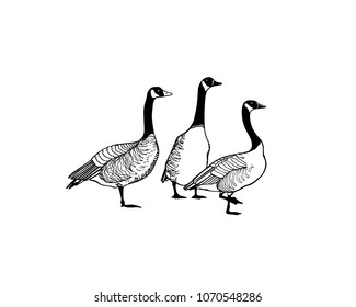 Vector card with hand drawn flock of wild geese. Beautiful animal design elements, ink drawing.