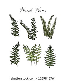 Vector card with hand drawn forest ferns. Ink drawing, beautiful floral design elements.