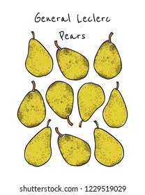 Vector card with hand drawn General Leclerc pears. Beautiful food design elements. Ink drawing