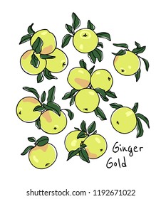 Vector card with hand drawn Ginger Gold apple twigs. Beautiful food design elements. Ink drawing