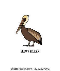 Vector card with hand drawn gorgeous Brown pelican. Ink drawing, decorative graphic style. Beautiful animal design elements, perfect for logo design