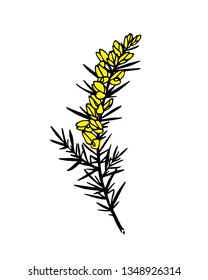 Vector card with hand drawn gorse twig with flowers. Beautiful floral design elements, ink drawing