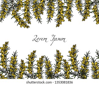 Vector card with hand drawn gorse twigs with flowers. Beautiful floral design elements, ink drawing
