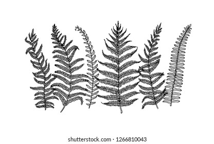 Vector card with hand drawn graceful fern leaves. Ink drawing, beautiful floral design elements.