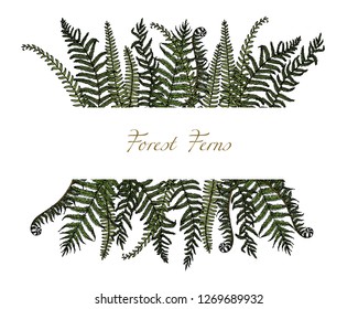 Vector card with hand drawn graceful fern leaves. Ink drawing, beautiful floral design elements.