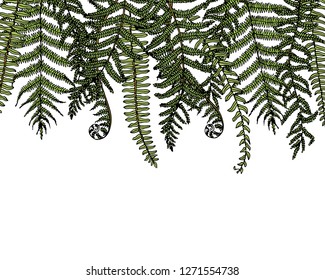 Vector card with hand drawn graceful fern leaves. Ink drawing, beautiful floral design elements.