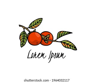 Vector card with hand drawn graceful persimmon branch with ripe orange fruit. Beautiful ink drawing, graphic style. Food and nature design elements.