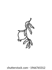 Vector card with hand drawn graceful pomegranate branch. Beautiful ink drawing, graphic style. Food and nature design elements.