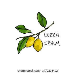 Vector card with hand drawn graceful lemon branch with ripe fruit. Beautiful ink drawing, graphic style. Food and nature design elements.