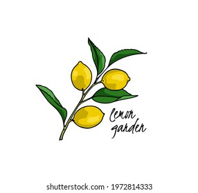 Vector card with hand drawn graceful lemon branch with ripe fruit. Beautiful ink drawing, graphic style. Food and nature design elements.