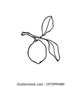 Vector card with hand drawn graceful lemon branch with fruit. Beautiful ink drawing, graphic style. Food and nature design elements.