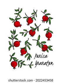 Vector card with hand drawn graceful pomegranate branches with ripe fruit. Beautiful ink drawing, graphic style. Food and nature design elements.
