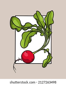 Vector card with hand drawn graceful radish plant in frame. Ink drawing, graphic style. Beautiful healthy food design elements