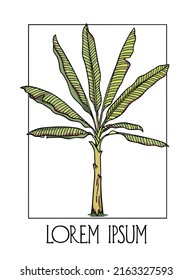 Vector card with hand drawn graceful banana plant in austere frame. Ink drawing, wild nature elements, graphic style. Beautiful vintage floral design element