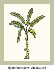 Vector Card With Hand Drawn Graceful Banana Plant With Bunch Of Bananas. Ink Drawing, Wild Nature Elements, Graphic Style. Beautiful Vintage Botanical Design Element