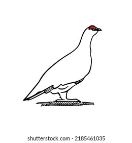 Tarjeta vectorial con gentil ptarmigan de roca dibujado a mano con cejas rojas. Dibujo de tinta, estilo gráfico decorativo. Hermosos elementos de diseño natural silvestre del norte