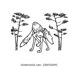 Vector card with hand drawn graceful wolf surrounded by pine trees. Ink drawing, graphic style. Beautiful wild nature design elements. Tattoo or logo template 