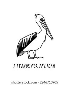 Vector card with hand drawn graceful pelican. Ink drawing, decorative graphic style. Beautiful animal design elements, perfect for logo design