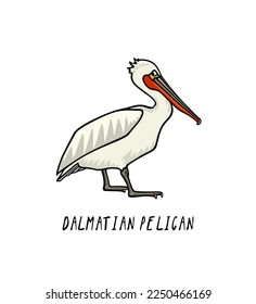 Vector card with hand drawn graceful Dalmatian pelican with red throat pouch. Ink drawing, decorative graphic style. Beautiful animal design elements, perfect for logo design