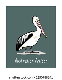 Vector card with hand drawn graceful Australian pelican. Ink drawing, decorative graphic style. Beautiful animal design elements, perfect for logo design