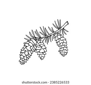 Vector card with hand drawn graceful fir-tree branch with big cones. Beautiful ink drawing. Perfect for floral or holiday season greetings.