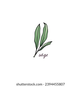 Vector card with hand drawn graceful sage twig. Beautiful culinary illustration, ink drawing.