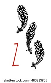 Vector card with hand drawn graceful zebras seen from the top and Z character. Beautiful ink drawing. Contrast monochrome drawing, letter illustration.