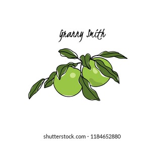 Vector card with hand drawn Granny Smith apple. Beautiful food design elements. Ink drawing