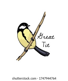 Vector card with hand drawn Great Tit sitting on a tree branch. Ink drawing, beautiful animal design elements. Logo template