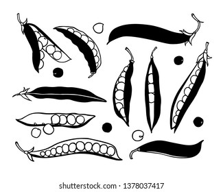 Vector card with hand drawn green pea pods made with pen and ink. Beautiful food design elements