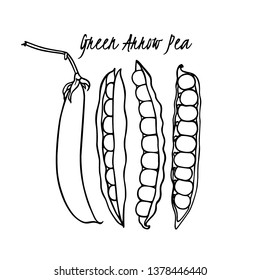 Vector card with hand drawn green arrow pea pods. Beautiful food design elements, ink drawing
