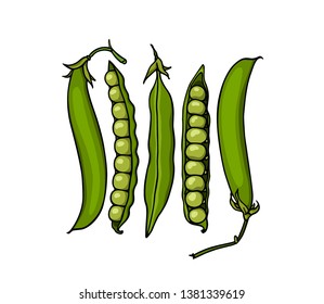 Vector card with hand drawn green pea pods. Beautiful food design elements, ink drawing