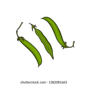 Vector card with hand drawn green pea pods. Beautiful food design elements, ink drawing