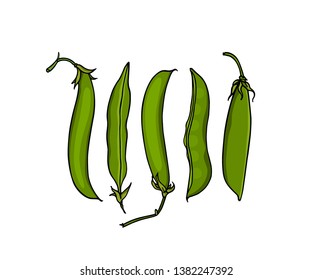 Vector card with hand drawn green pea pods. Beautiful food design elements, ink drawing