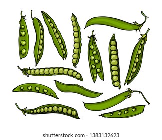 Vector card with hand drawn green pea pods. Beautiful food design elements, ink drawing