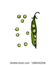 Vector card with hand drawn green pea pods. Beautiful food design elements, ink drawing