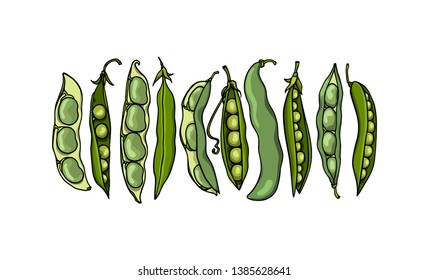 Vector card with hand drawn green bean pods. Beautiful food design elements, ink drawing