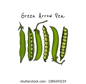 Vector card with hand drawn green arrow pea pods. Beautiful food design elements, ink drawing