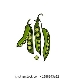 Vector card with hand drawn green pea pods. Beautiful food design elements, ink drawing