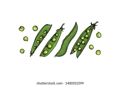 Vector card with hand drawn green pea pods. Beautiful food design elements, ink drawing