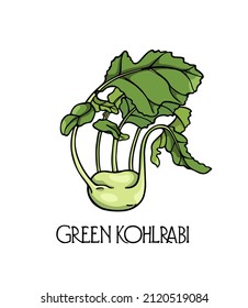 Vector card with hand drawn green kohlrabi. Ink drawing, graphic style. Beautiful healthy or vegetarian food design elements